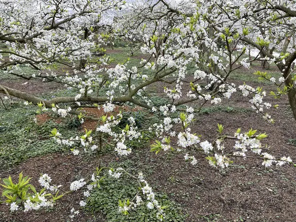 九洲高原白花盛季 — 图库照片