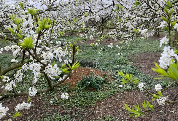 九洲高原白花盛季 — 图库照片