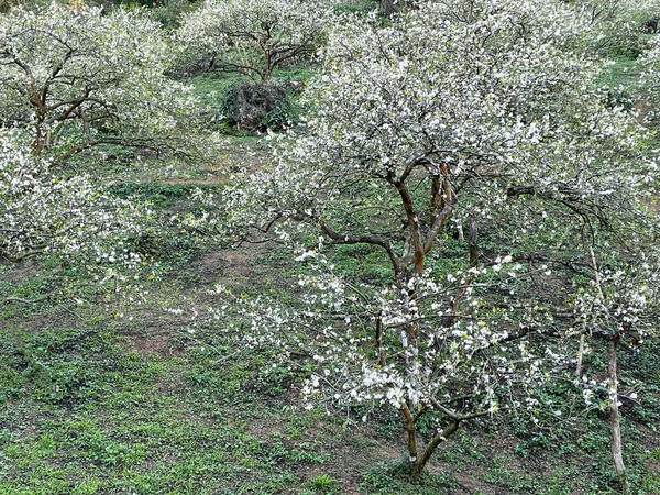 九洲高原白花盛季 — 图库照片