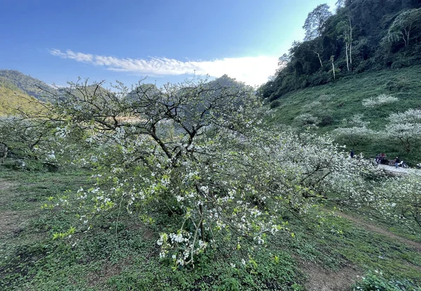 Temporada Flores Blancas Meseta Moc Chau —  Fotos de Stock