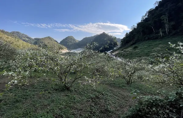 Stagione Dei Fiori Bianchi Sull Altopiano Moc Chau — Foto Stock