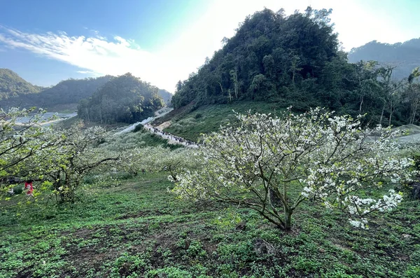 Weiße Blütensaison Auf Der Hochebene Von Moc Chau — Stockfoto