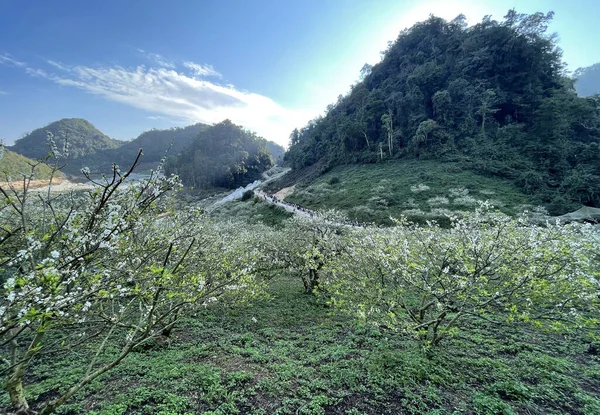 Stagione Dei Fiori Bianchi Sull Altopiano Moc Chau — Foto Stock