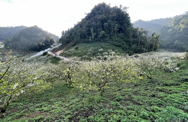 Witte Bloem Seizoen Moc Chau Plateau — Stockfoto