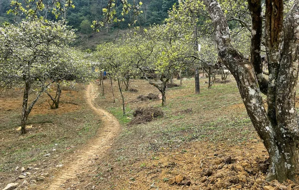 Stagione Dei Fiori Bianchi Sull Altopiano Moc Chau — Foto Stock