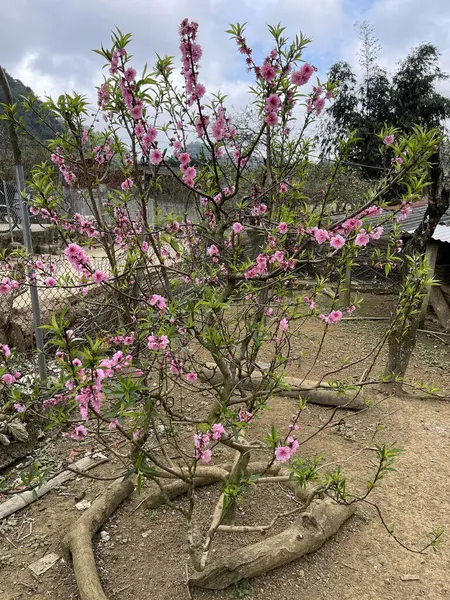 Flores Pêssego Florescem Moc Chau Son — Fotografia de Stock