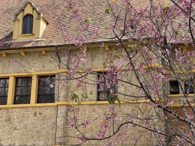 Dalat platosunda kiraz çiçeği mevsimi