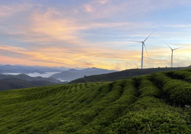 Cau Dat çay tepesinde gün doğumu