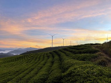 Cau Dat çay tepesinde gün doğumu