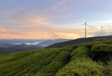 Cau Dat çay tepesinde gün doğumu