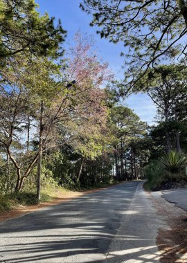 Dalat platosunda kiraz çiçeği mevsimi