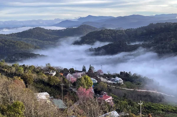 Dalat platosunda kiraz çiçeği mevsimi