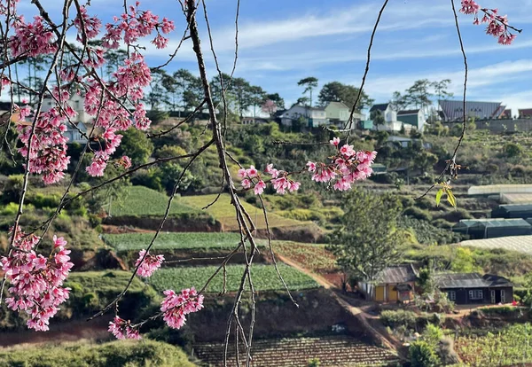Kirschblütensaison Auf Dem Hochplateau Von Dalat — Stockfoto