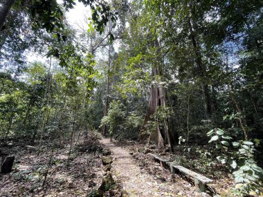 Binh Minh Yolu manzarası Nam Cat Tien ormanına giriyor.