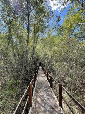 Binh Minh Yolu manzarası Nam Cat Tien ormanına giriyor.