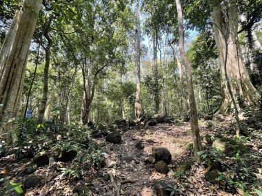 Binh Minh Yolu manzarası Nam Cat Tien ormanına giriyor.