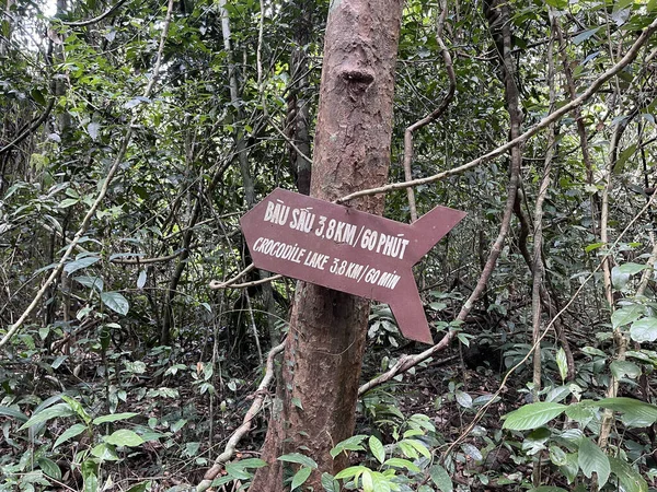 Scenario Binh Minh Road Che Entra Nella Foresta Del Nam — Foto Stock