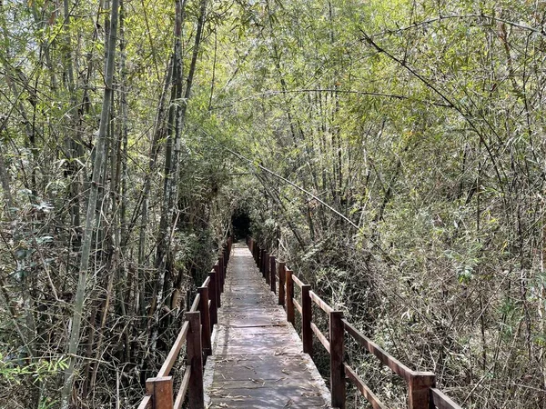 Scenario Binh Minh Road Che Entra Nella Foresta Del Nam — Foto Stock