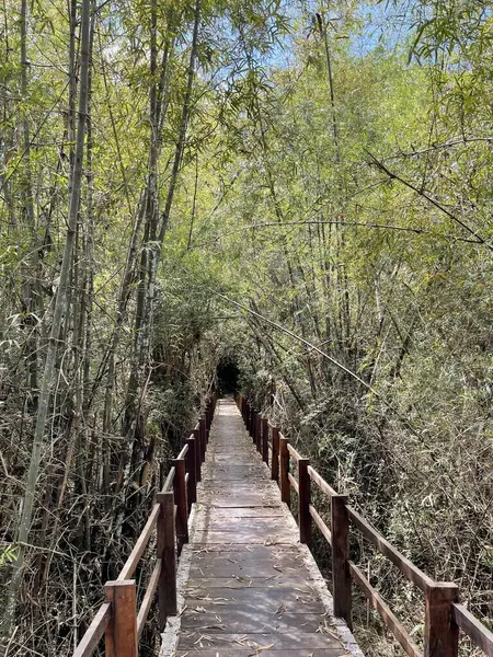 Scenario Binh Minh Road Che Entra Nella Foresta Del Nam — Foto Stock