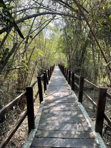 Scenario Binh Minh Road Che Entra Nella Foresta Del Nam — Foto Stock