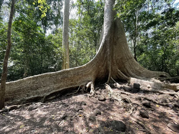 Die Landschaft Der Binh Minh Road Den Wald Von Nam — Stockfoto