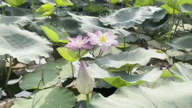 Pembe Lotus 'un saf güzelliği