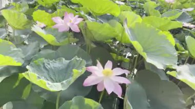 Pembe Lotus 'un saf güzelliği