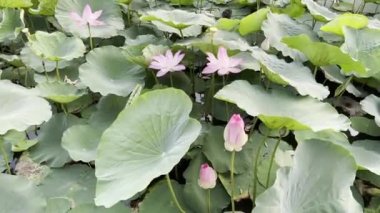 Pembe Lotus 'un saf güzelliği