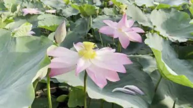 Pembe Lotus 'un saf güzelliği