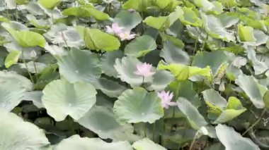 Pembe Lotus 'un saf güzelliği