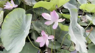 Pembe Lotus 'un saf güzelliği