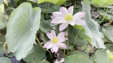 Pembe Lotus 'un saf güzelliği