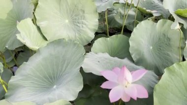 Pembe Lotus 'un saf güzelliği