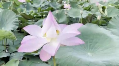 Pembe Lotus 'un saf güzelliği