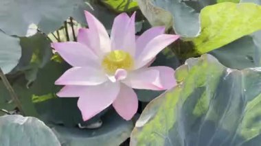 Pembe Lotus 'un saf güzelliği