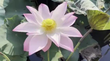 Pembe Lotus 'un saf güzelliği