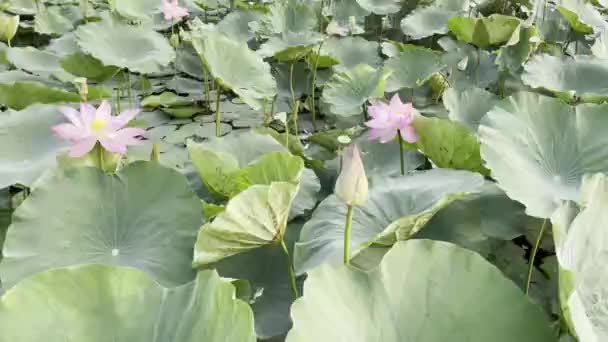 Pembe Lotus Saf Güzelliği — Stok video