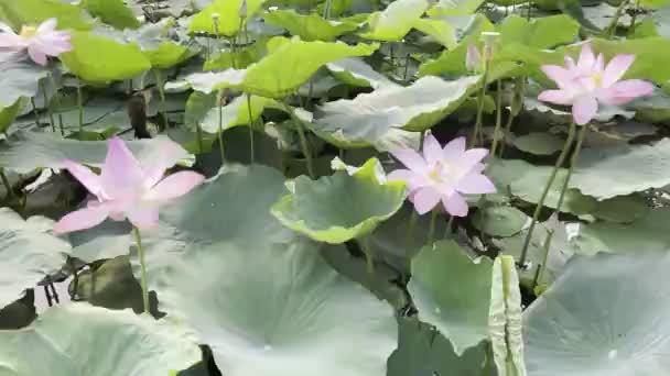 Pura Belleza Loto Rosa — Vídeo de stock