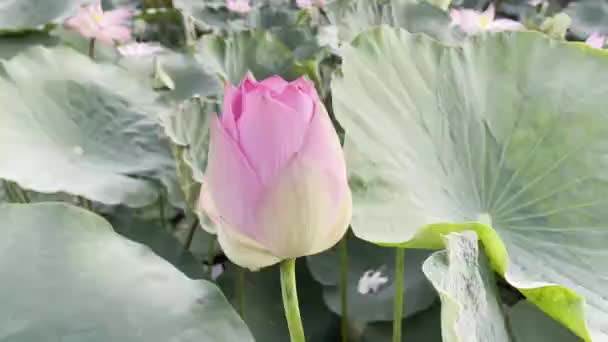Czyste Piękno Różowego Lotosu — Wideo stockowe