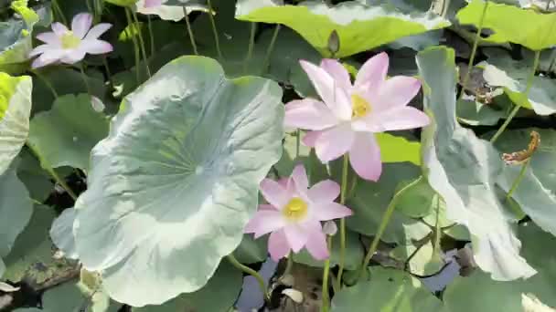 Čistá Krása Růžového Lotosu — Stock video