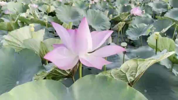 Pembe Lotus Saf Güzelliği — Stok video