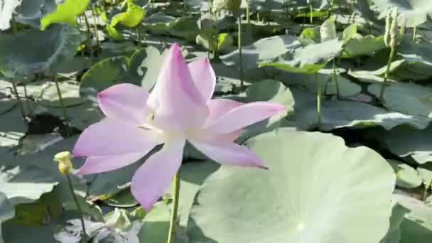 Pura Belleza Loto Rosa — Vídeo de stock