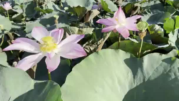 Pura Belleza Loto Rosa — Vídeos de Stock