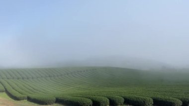 Sabahın köründe oolong çay tepesi