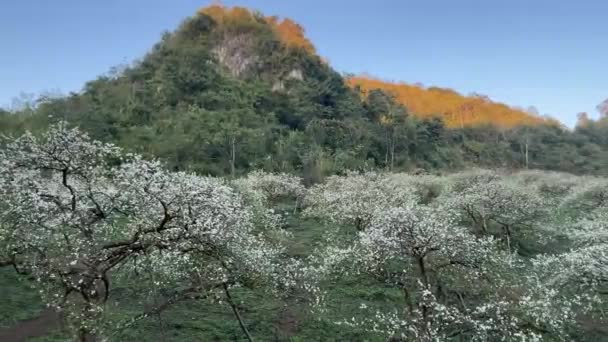 Moc Chau White Plum Blossom Season — Stock Video