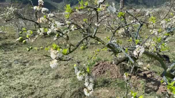 Moc Chau Blanc Saison Des Fleurs Prunier — Video