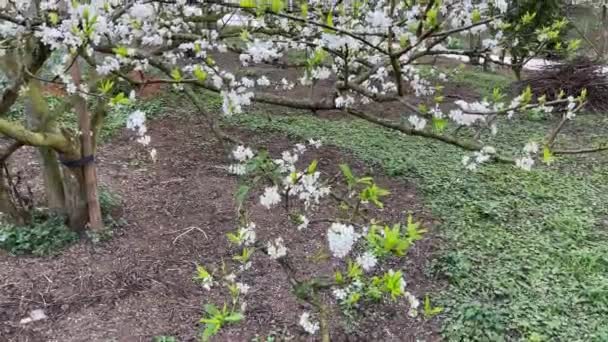 Moc Chau White Plum Blossom Season — Stock Video