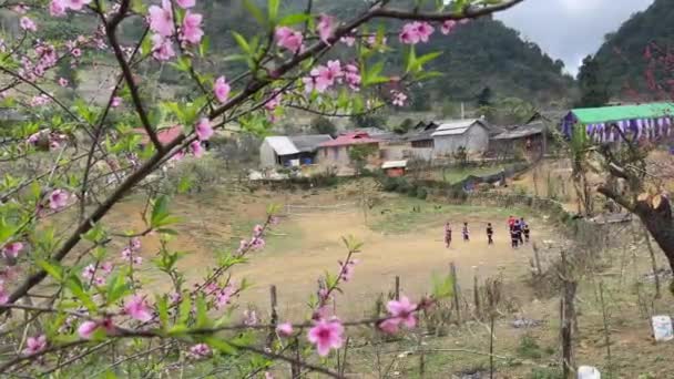 Peach Blossoms Bloom Moc Chau Spring — Stock Video