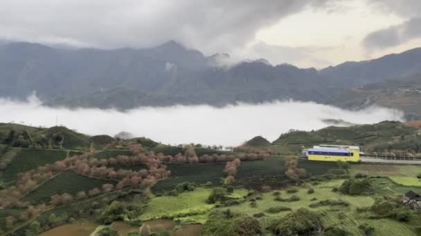 Chmurny Poranek Wzgórzu Oolong Herbata Sapa — Wideo stockowe