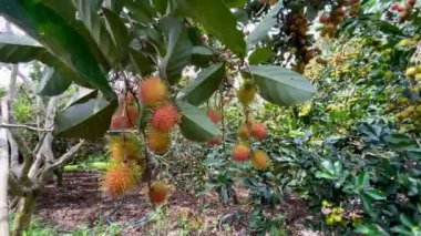 olgun sarı rambutan meyve mevsimi